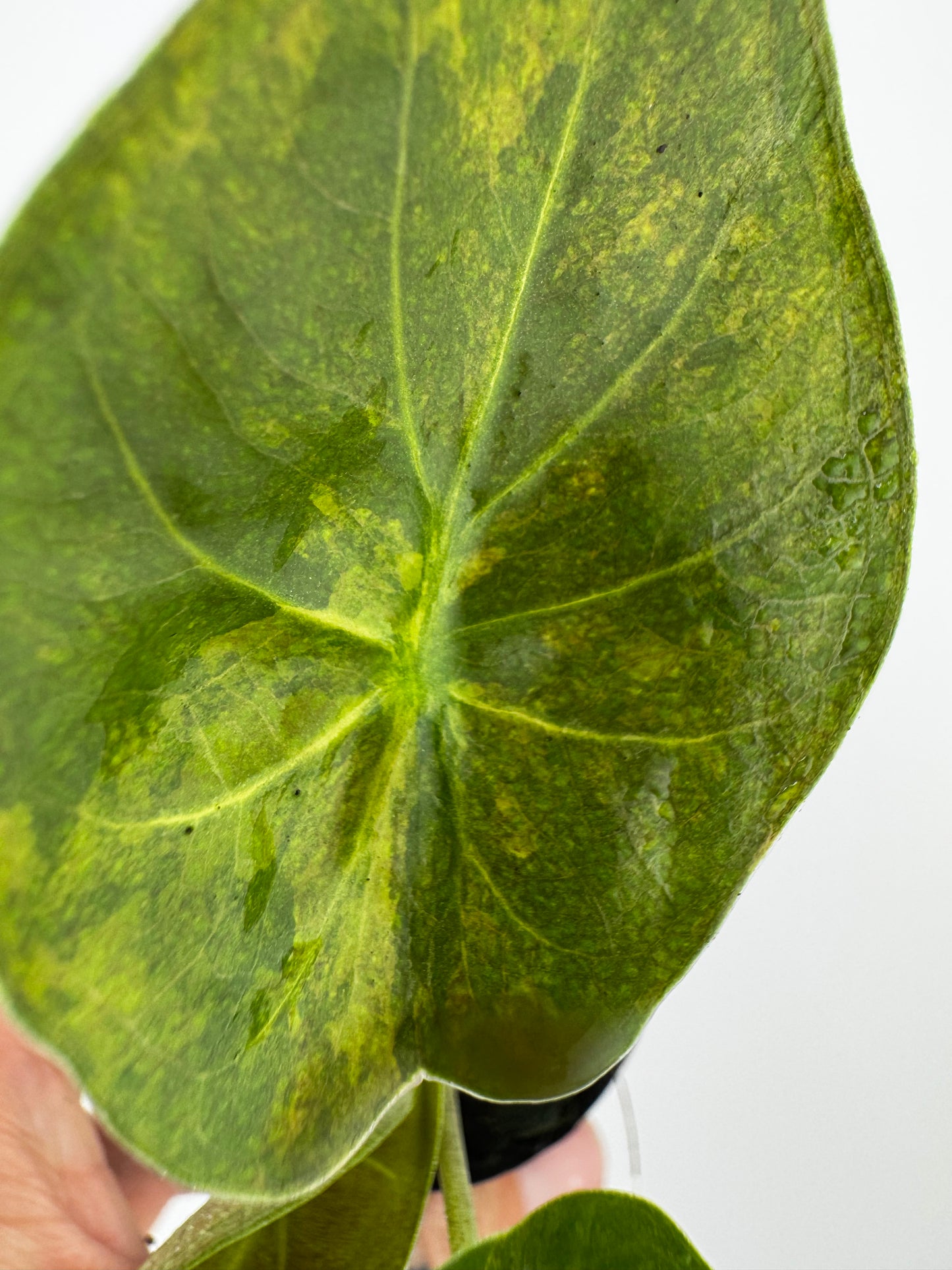 Alocasia Wentii Aurea Variegated #1