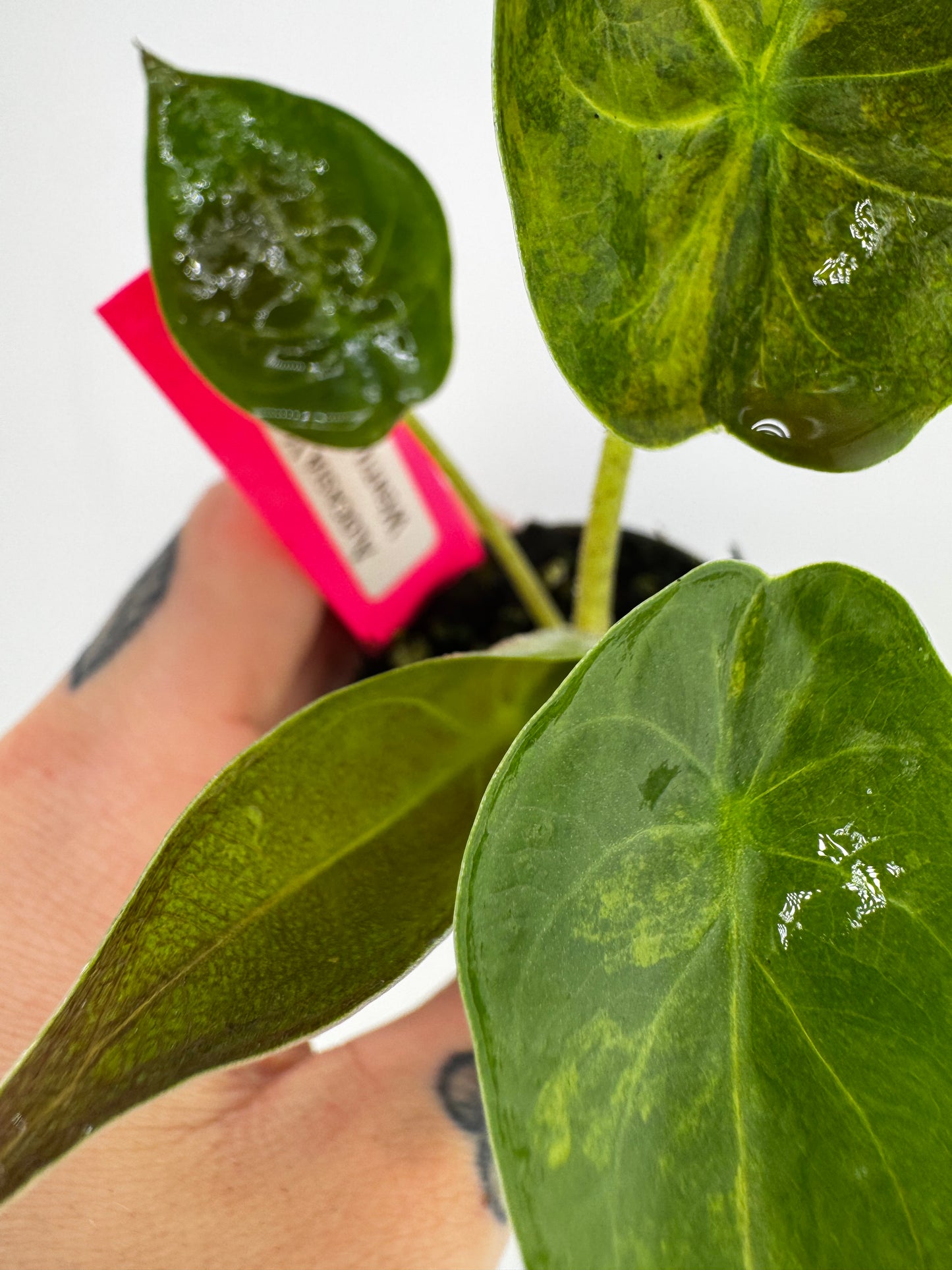 Alocasia Wentii Aurea Variegated #1