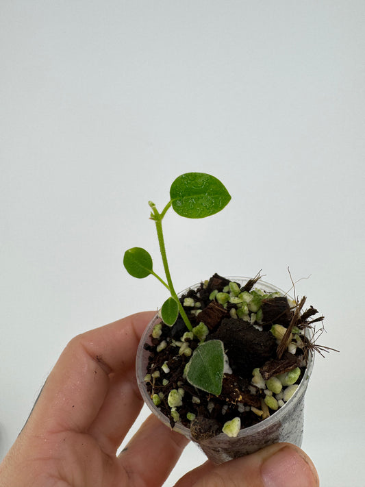 Hoya Madulidii