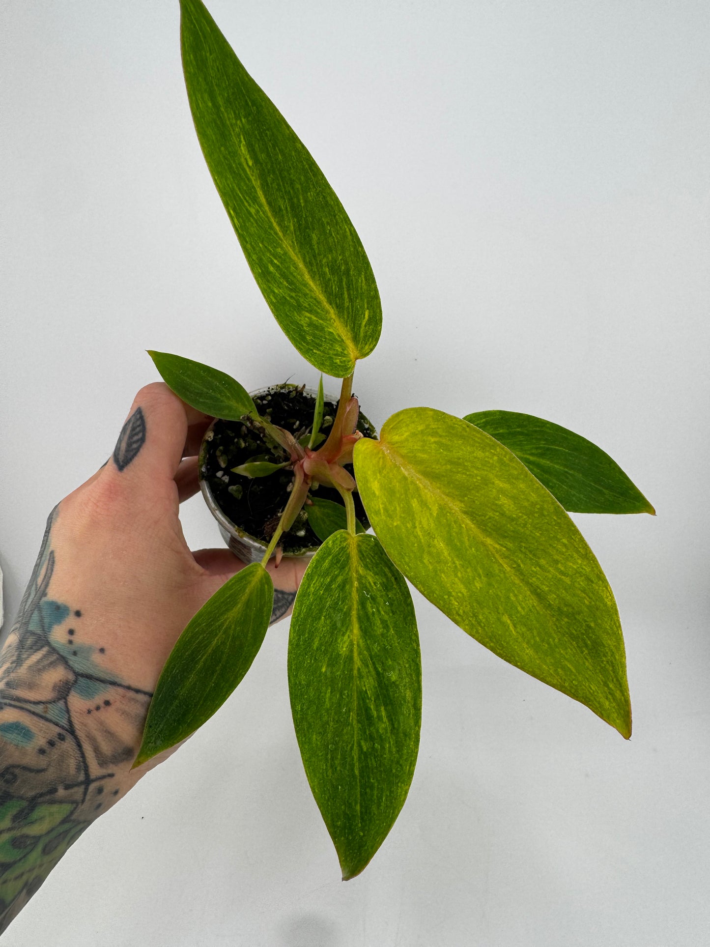 Philodendron Painted Lady