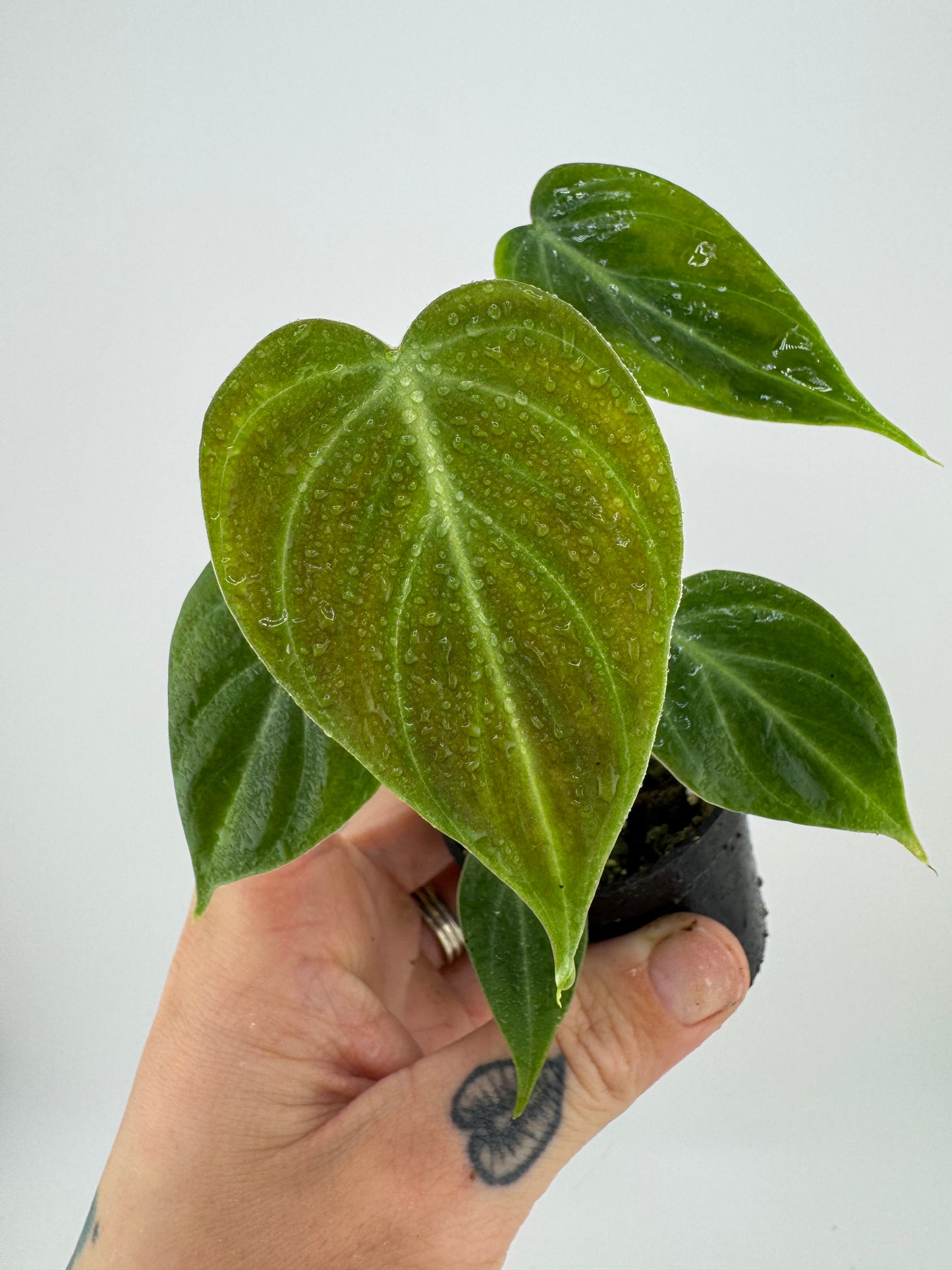 Philodendron El Choco Red