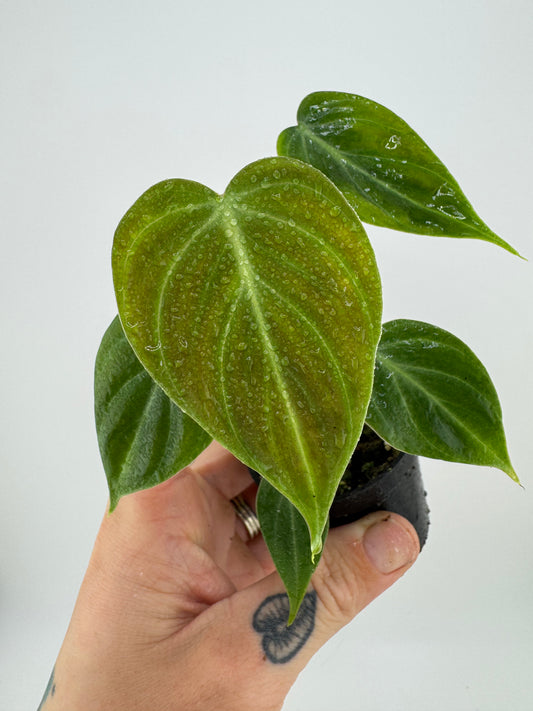 Philodendron El Choco Red