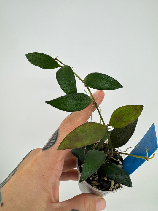 Hoya Rosita