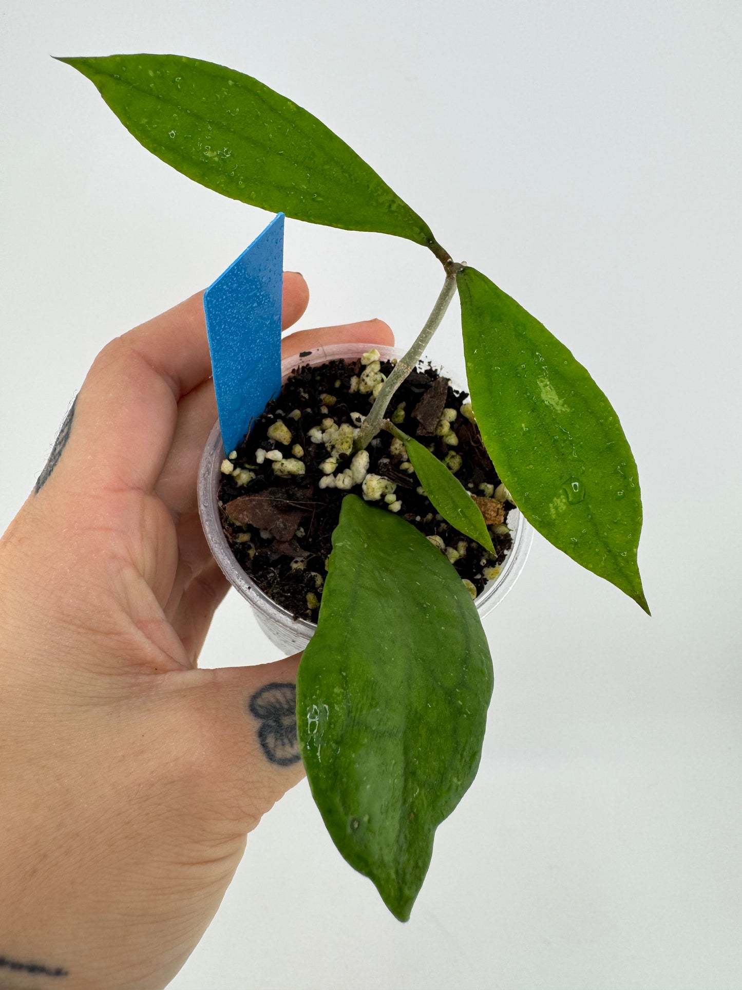 Hoya Jennifer ‘AH002’