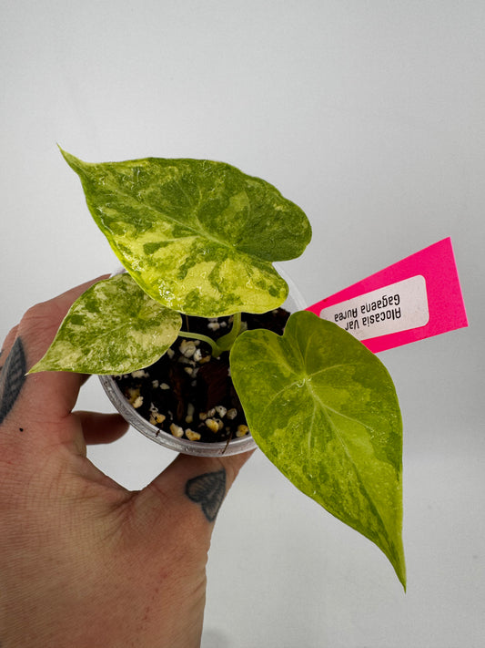 Alocasia Variegated Gagaena Aurea