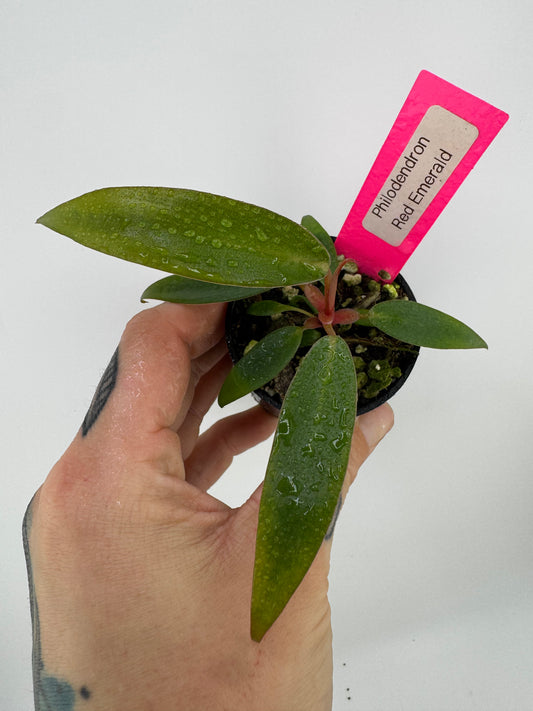 Philodendron Red Emerald