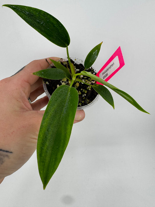 Philodendron 69686 ‘Bette Waterbury’
