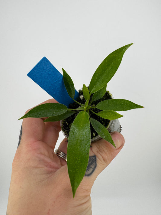 Philodendron joepii