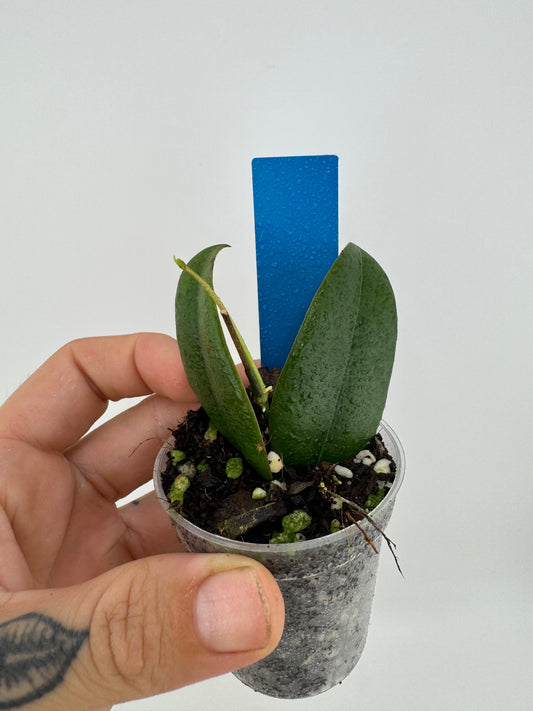 Hoya Odorata