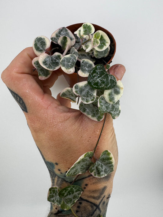 String of Hearts Variegated
