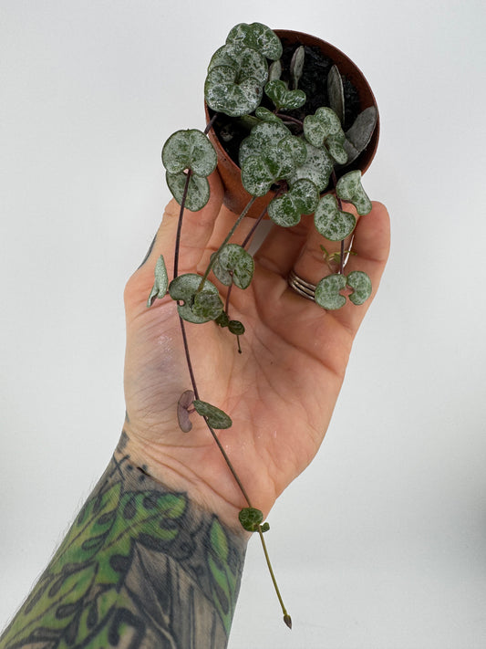 String of Hearts ‘silver glory’