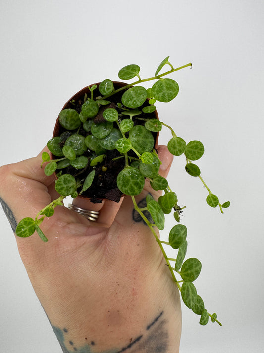 String of Turtles