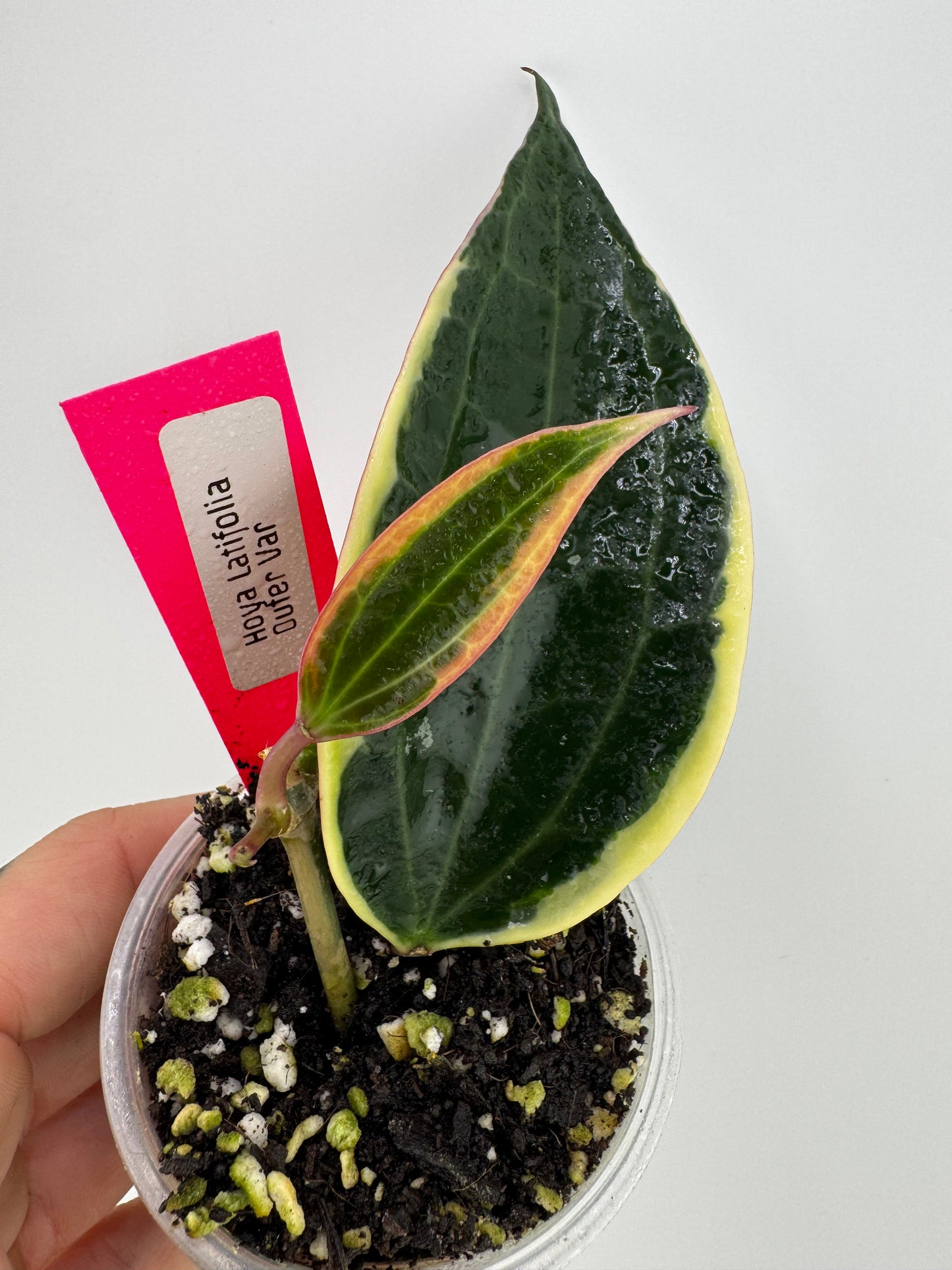 Hoya Latifolia (macrophylla) outer variegated