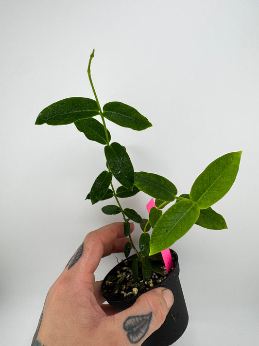 Hoya Densifolia