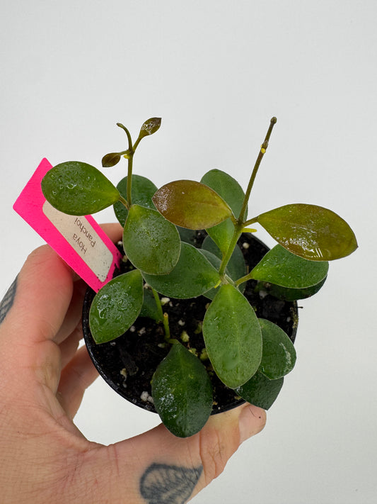 Hoya ‘Panchoi’ AKA ‘Bilobata’