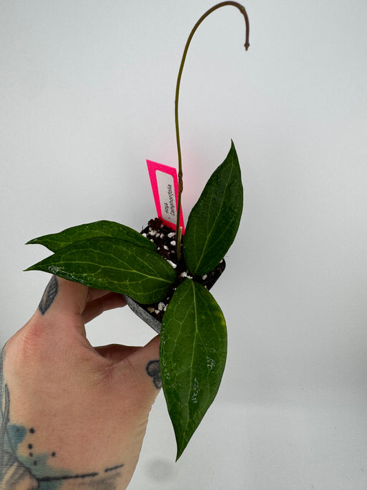 Hoya Camphorifolia