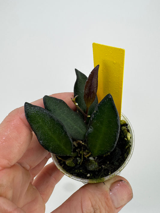 Hoya Rosita