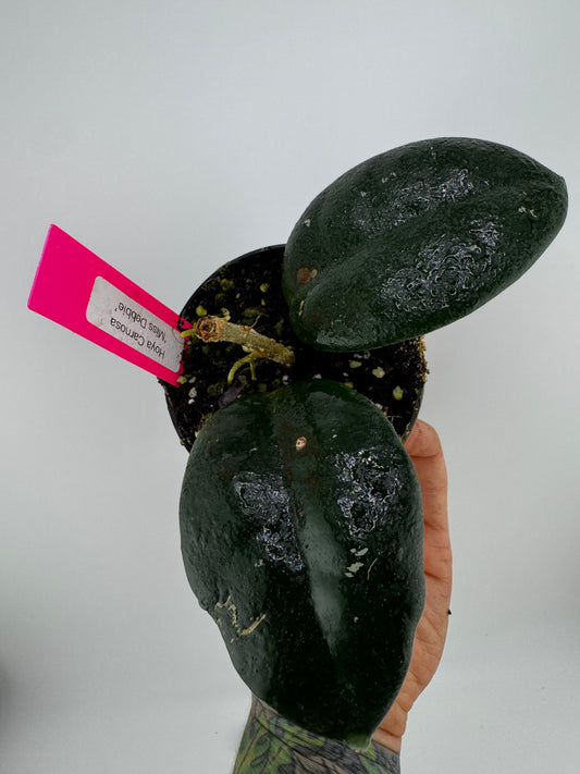 Hoya ‘Miss Debbie’