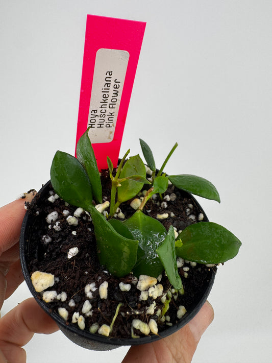 Hoya huschkeliana pink flower