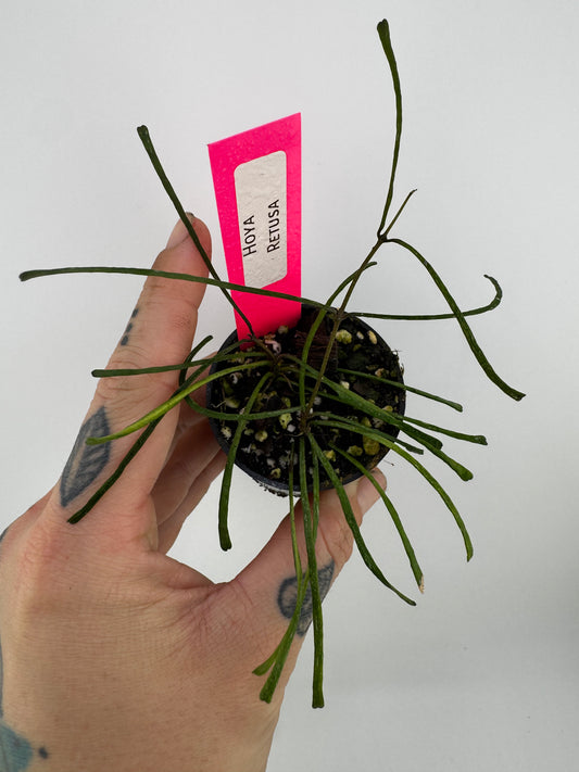 Hoya Retusa