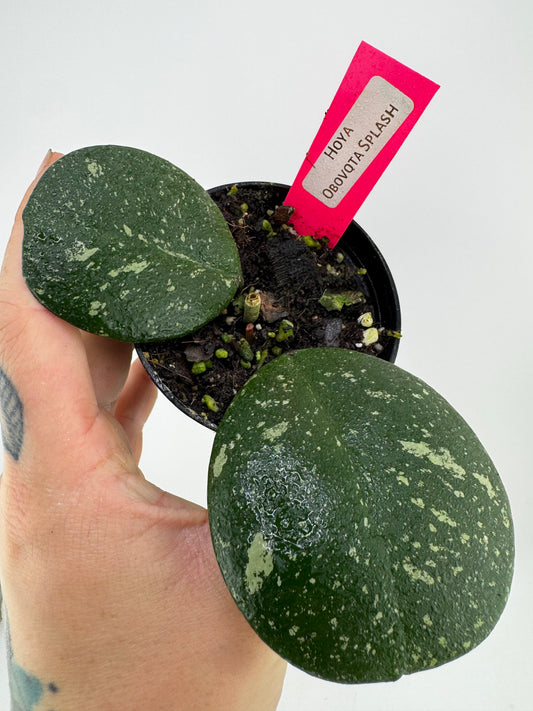 Hoya Obovota Splash