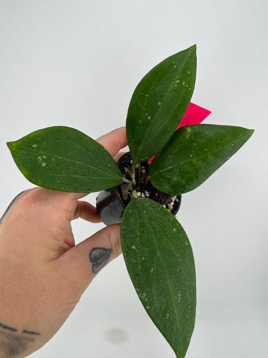Hoya Genieve