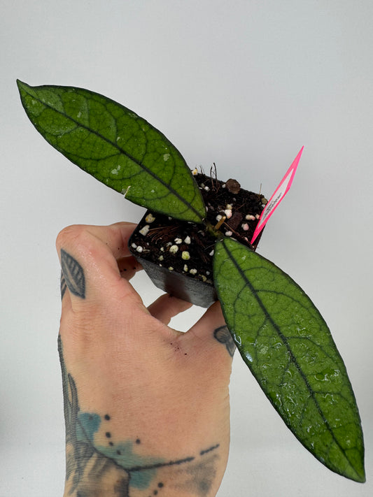 Hoya Crassipetiola Splash