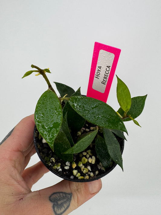 Hoya ‘Rebecca’