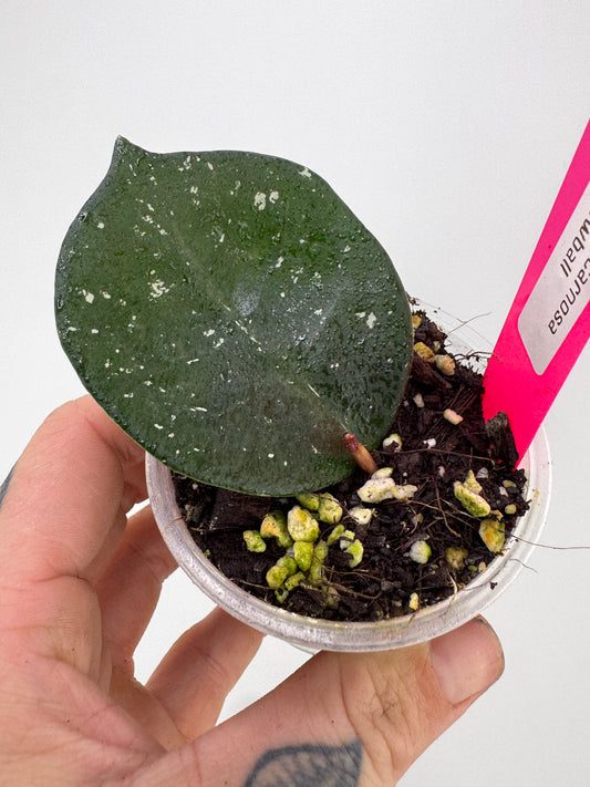 Hoya Carnosa ‘Snow Ball’