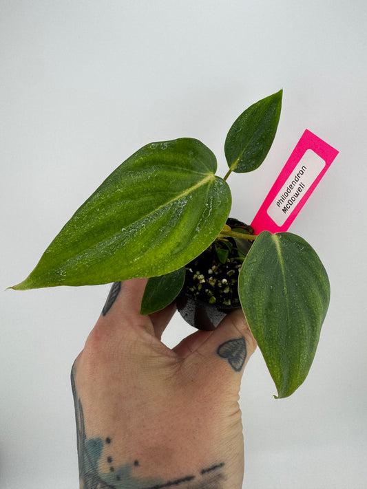 Philodendron McDowell