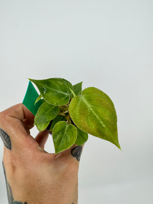 Philodendron El Choco Red