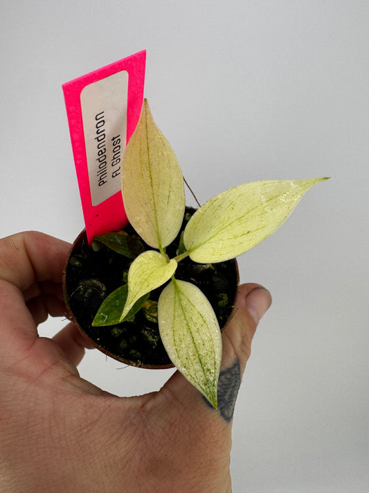 Philodendron Florida Ghost