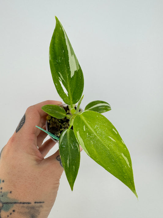 Philodendron White Princess