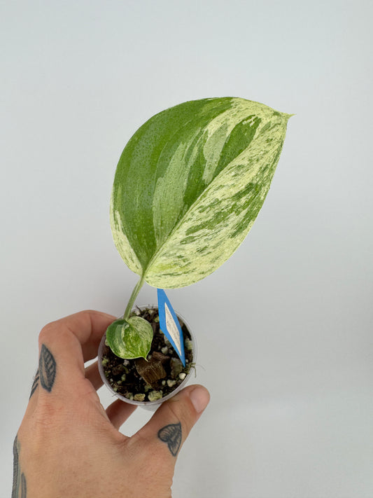 Scindapsus Blue Albo ‘Salaka’ Variegated