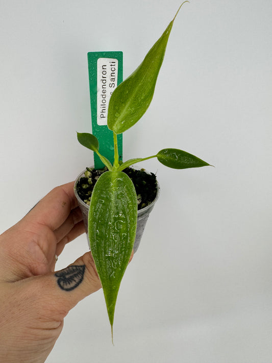 Philodendron Spiritus Sancti