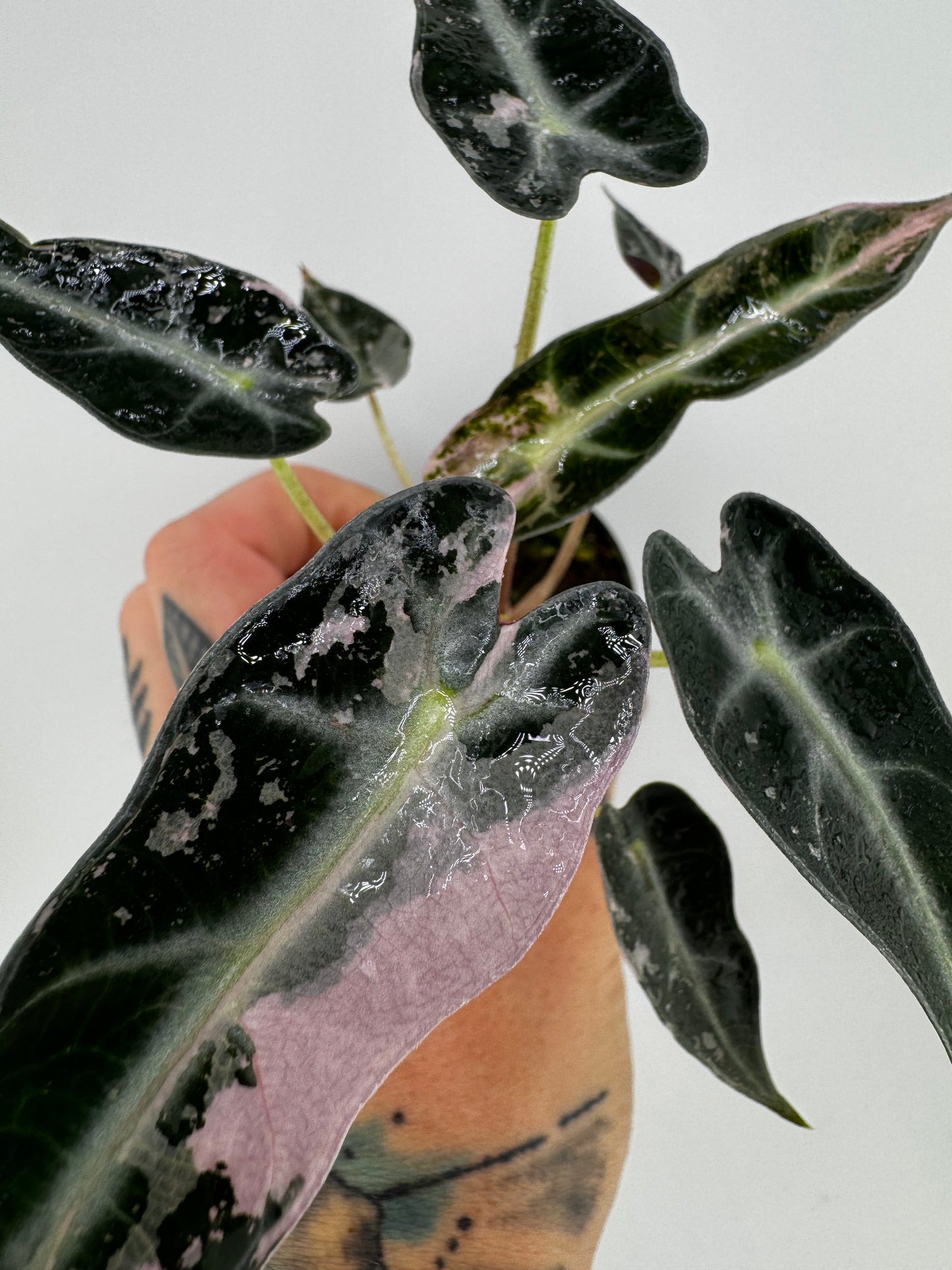 Variegated Alocasia Bambino Albo/Pink #A