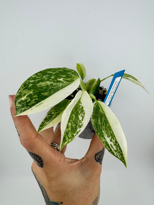 Philodendron Jose Buono