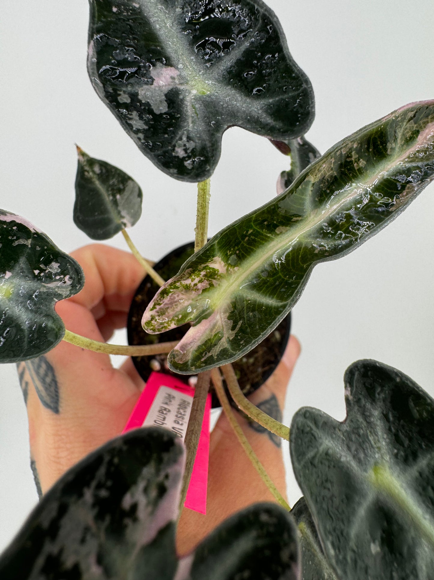 Variegated Alocasia Bambino Albo/Pink #A