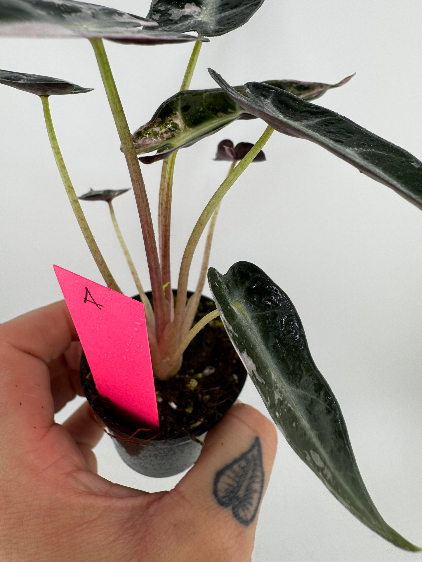 Variegated Alocasia Bambino Albo/Pink #A