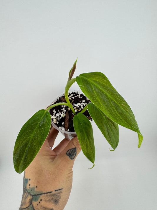 Philodendron Subhastum
