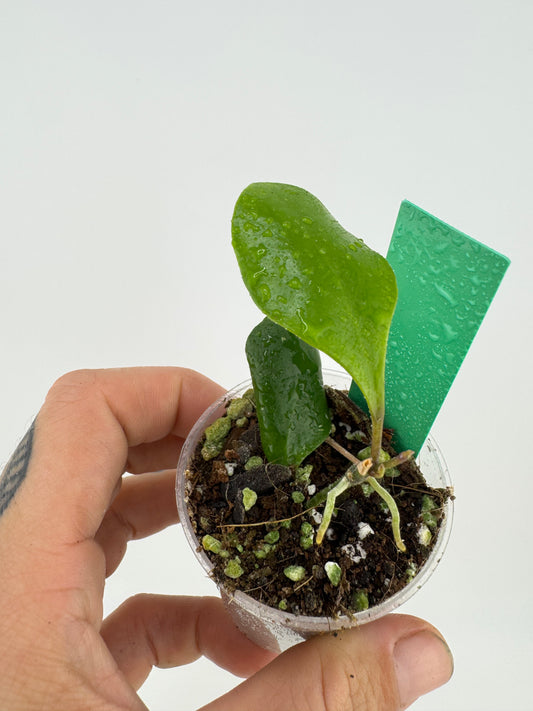 Hoya Brevialata