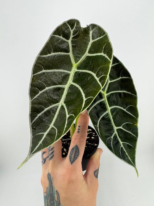 Alocasia Watsoniana