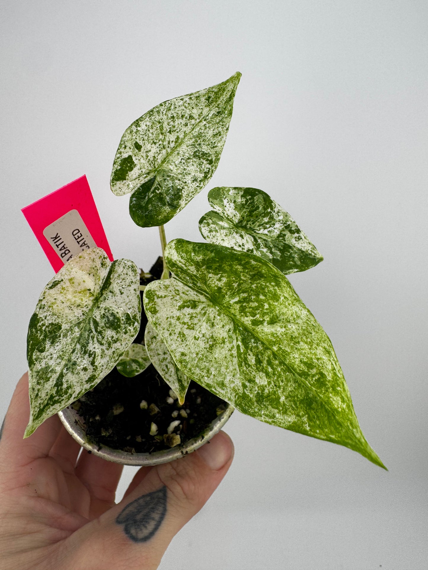 Alocasia Batik Variegated