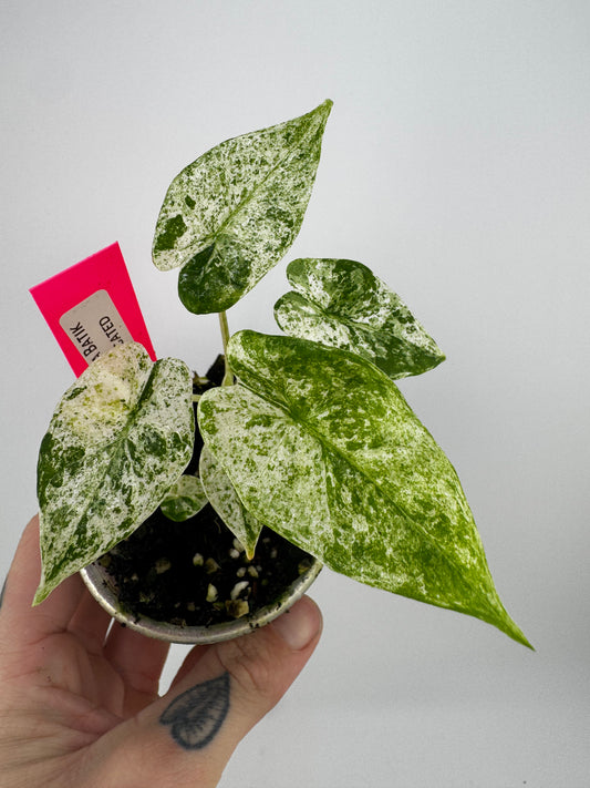 Alocasia Batik Variegated