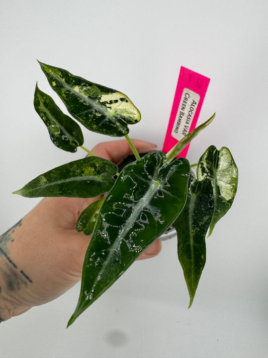 Alocasia Green Bambino Variegated #1