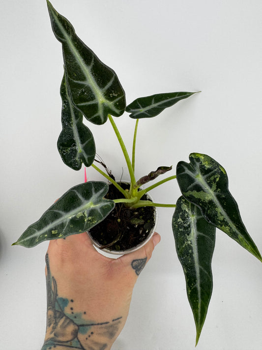 Alocasia Green Bambino Variegated #2