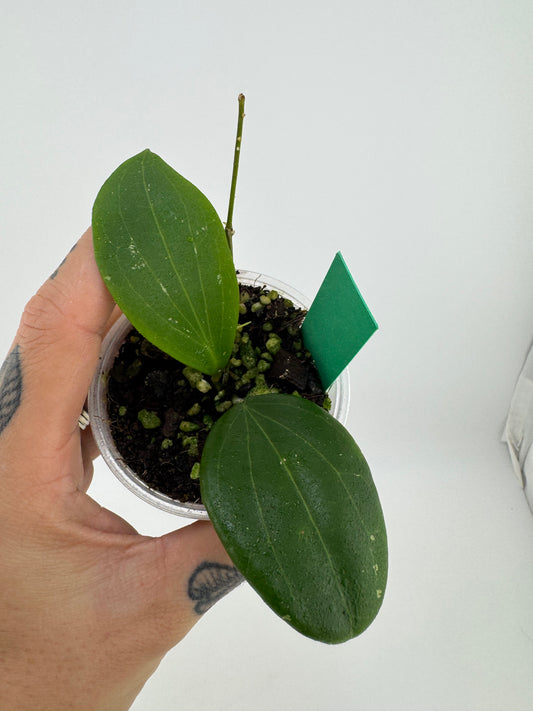Hoya Genieve