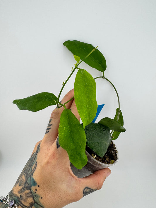 Hoya Caguayenesis