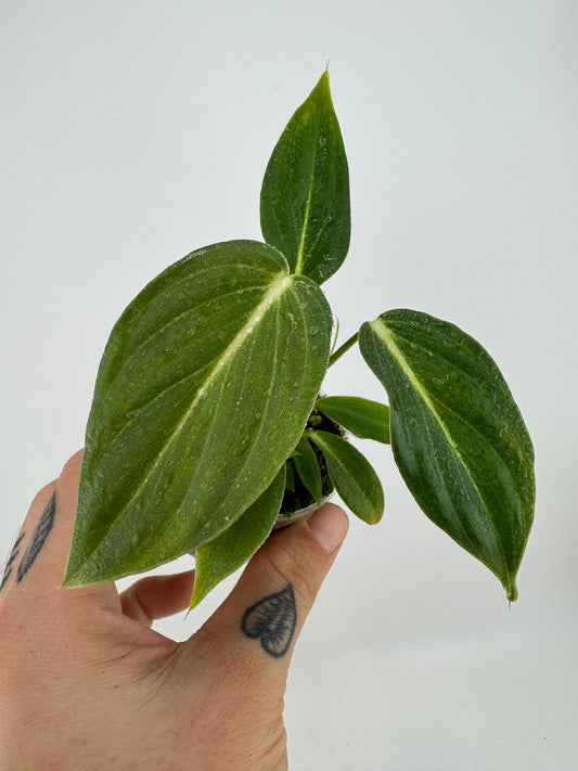 Philodendron Glorious  (melanocrysm x gloriosum)