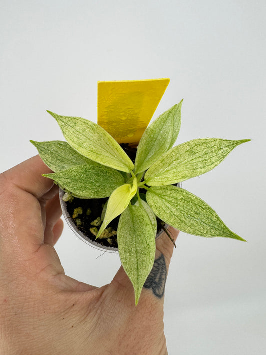 Philodendron Florida Ghost